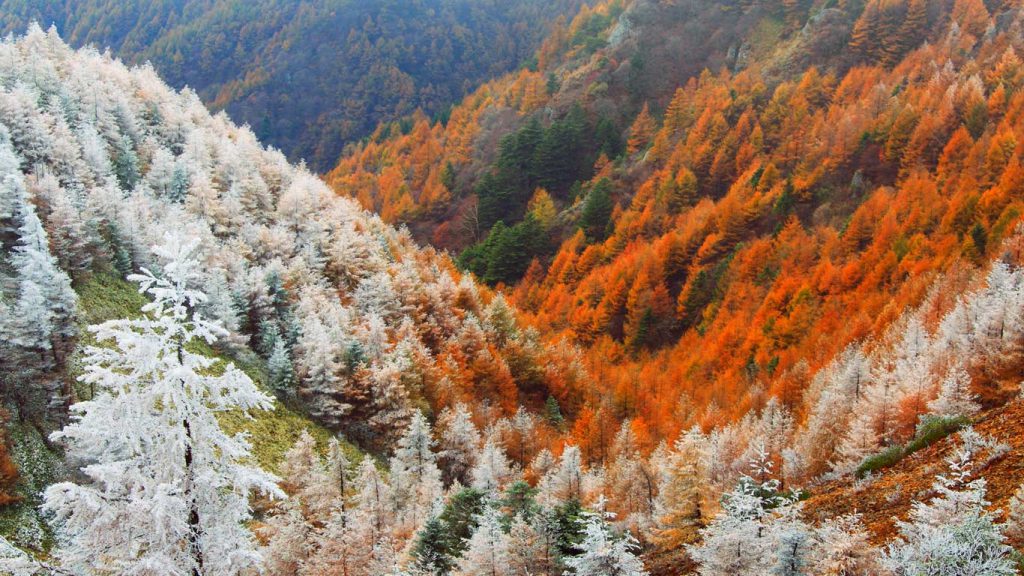 霧氷と紅葉のカラマツ林長野-松本