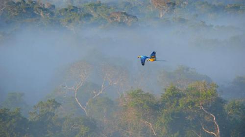 アマゾン上空を飛ぶルリコンゴウインコ, ブラジル